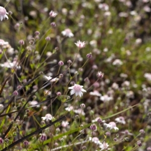 Actinotus forsythii at Morton National Park - 20 Jan 2021