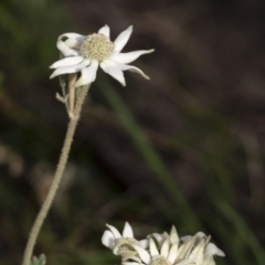 Actinotus helianthi (Flannel Flower) at Wingecarribee Local Government Area - 20 Jan 2021 by Aussiegall