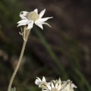 Actinotus helianthi at Morton National Park - 20 Jan 2021