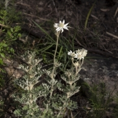 Actinotus helianthi at Morton National Park - 20 Jan 2021