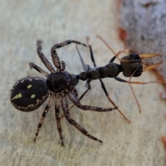 Tharpyna campestrata (Country Crab Spider) at Aranda Bushland - 22 Jan 2021 by CathB