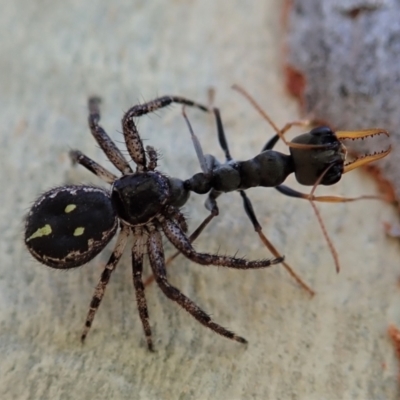 Tharpyna campestrata (Country Crab Spider) at Holt, ACT - 22 Jan 2021 by CathB