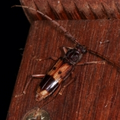 Phoracantha recurva (Yellow Phoracantha borer) at Melba, ACT - 11 Jan 2021 by kasiaaus