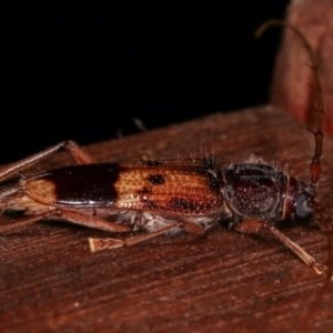 Phoracantha recurva at Melba, ACT - 12 Jan 2021