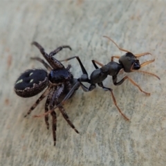 Myrmecia sp., pilosula-group (Jack jumper) at Holt, ACT - 22 Jan 2021 by CathB