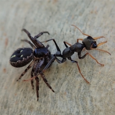 Myrmecia sp., pilosula-group (Jack jumper) at Holt, ACT - 22 Jan 2021 by CathB