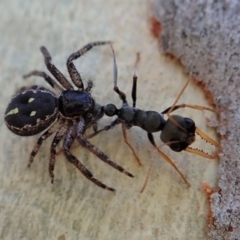 Myrmecia sp., pilosula-group at Holt, ACT - 23 Jan 2021