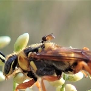 Ceratopogonidae (family) at Holt, ACT - 23 Jan 2021 07:38 AM