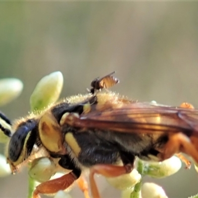 Ceratopogonidae (family) (Biting Midge) at Aranda Bushland - 22 Jan 2021 by CathB