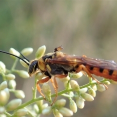 Ceratopogonidae (family) at Holt, ACT - 23 Jan 2021 07:38 AM