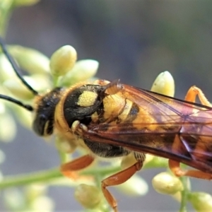 Ceratopogonidae (family) at Holt, ACT - 23 Jan 2021 07:38 AM