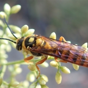 Ceratopogonidae (family) at Holt, ACT - 23 Jan 2021 07:38 AM