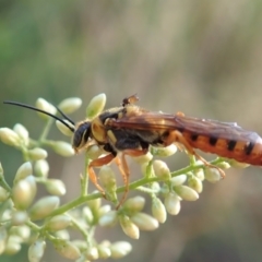 Tiphiidae sp. (family) (Unidentified Smooth flower wasp) at Holt, ACT - 22 Jan 2021 by CathB