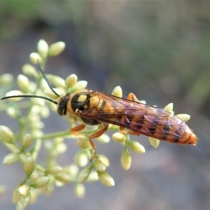 Tiphiidae (family) at Holt, ACT - 23 Jan 2021 07:39 AM