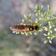 Tiphiidae (family) at Holt, ACT - 23 Jan 2021