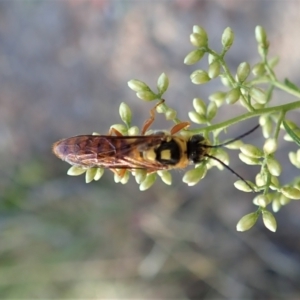 Tiphiidae (family) at Holt, ACT - 23 Jan 2021 07:39 AM