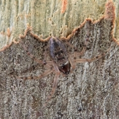Euryopis sp. (genus) (An ant eating spider) at Aranda Bushland - 22 Jan 2021 by CathB