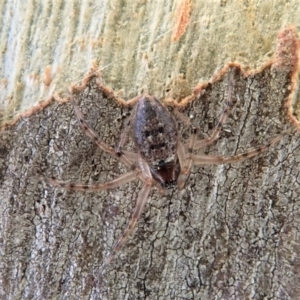 Euryopis sp. (genus) at Aranda, ACT - 23 Jan 2021