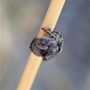 Simaetha sp. (genus) at Holt, ACT - 23 Jan 2021