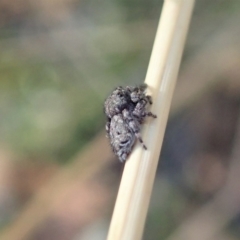 Simaetha sp. (genus) at Holt, ACT - 23 Jan 2021 08:27 AM