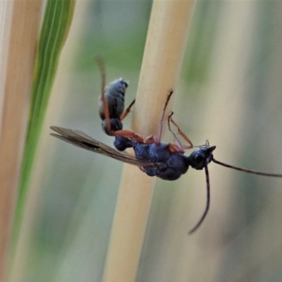 Myrmecia sp. (genus) (Bull ant or Jack Jumper) at Holt, ACT - 22 Jan 2021 by CathB