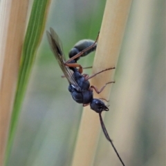 Myrmecia sp. (genus) at Undefined Area - 23 Jan 2021 08:31 AM