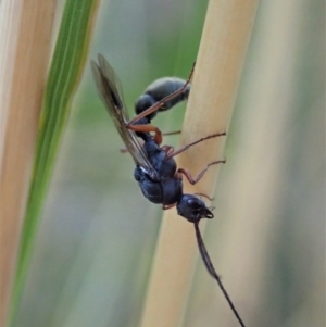 Myrmecia sp. (genus) at Point 3852 - 23 Jan 2021