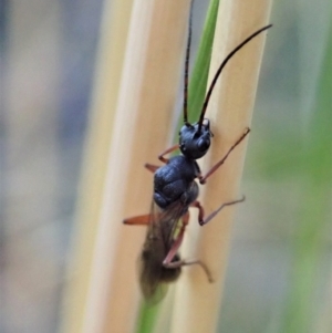 Myrmecia sp. (genus) at Point 3852 - 23 Jan 2021