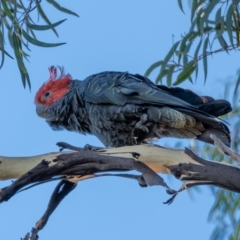 Callocephalon fimbriatum (Gang-gang Cockatoo) at Mount Ainslie - 21 Jan 2021 by trevsci