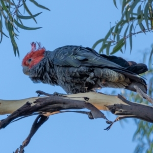 Callocephalon fimbriatum at Majura, ACT - 22 Jan 2021