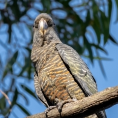 Callocephalon fimbriatum at Majura, ACT - 22 Jan 2021