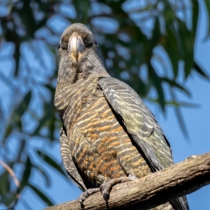 Callocephalon fimbriatum at Majura, ACT - 22 Jan 2021