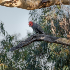 Callocephalon fimbriatum at Majura, ACT - 22 Jan 2021