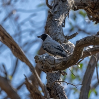 Coracina novaehollandiae (Black-faced Cuckooshrike) at Mount Ainslie - 21 Jan 2021 by trevsci