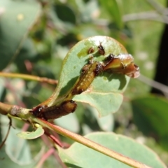 Oxyops fasciculatus (A weevil) at Aranda Bushland - 19 Nov 2020 by CathB