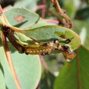 Oxyops fasciculatus at Holt, ACT - 19 Nov 2020