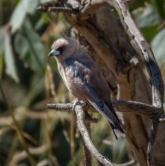 Artamus cyanopterus (Dusky Woodswallow) at Majura, ACT - 21 Jan 2021 by trevsci