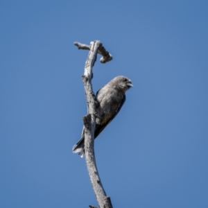 Artamus cyanopterus at Majura, ACT - 22 Jan 2021