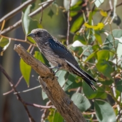 Artamus cyanopterus at Majura, ACT - 22 Jan 2021