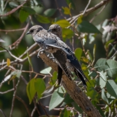 Artamus cyanopterus at Majura, ACT - 22 Jan 2021