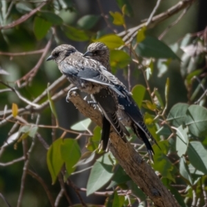 Artamus cyanopterus at Majura, ACT - 22 Jan 2021