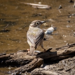 Melithreptus brevirostris (Brown-headed Honeyeater) at Mount Ainslie - 22 Jan 2021 by trevsci