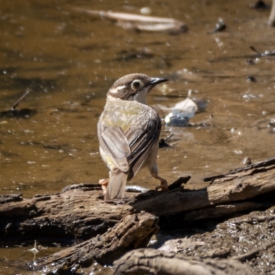 Melithreptus brevirostris (Brown-headed Honeyeater) at Mount Ainslie - 22 Jan 2021 by trevsci