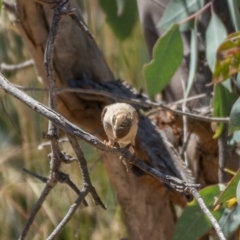 Melithreptus brevirostris at Majura, ACT - 22 Jan 2021