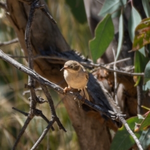 Melithreptus brevirostris at Majura, ACT - 22 Jan 2021 11:26 AM