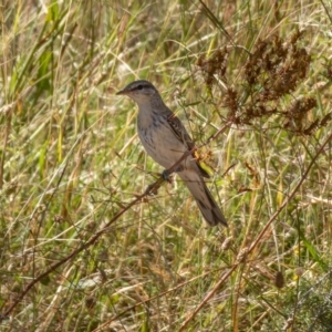 Lalage tricolor at Majura, ACT - 22 Jan 2021