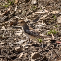 Lalage tricolor at Majura, ACT - 22 Jan 2021