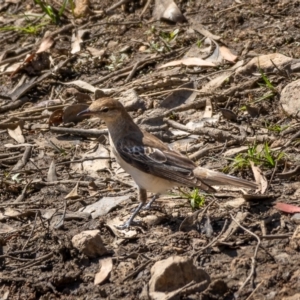 Lalage tricolor at Majura, ACT - 22 Jan 2021