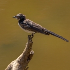Rhipidura leucophrys (Willie Wagtail) at Mount Ainslie - 21 Jan 2021 by trevsci