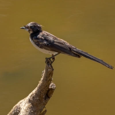 Rhipidura leucophrys (Willie Wagtail) at Mount Ainslie - 21 Jan 2021 by trevsci